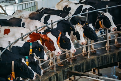 Cows Milking Carousel