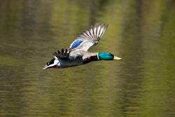 Male Mallard Duck Flying Over Water