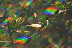 Photosynthesis