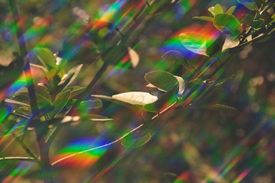 Photosynthesis