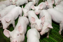 Piglets Inside