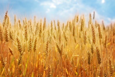 Wheat Field