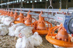 Broiler Feeding 002 (1)