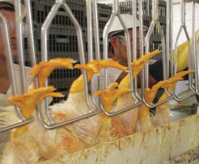 Today’s larger broilers have thicker legs which can cause difficulties in fully placing them into the shackles.
