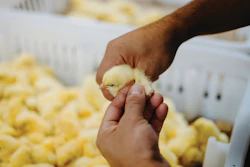 Reducing handling can be beneficial for bird welfare.