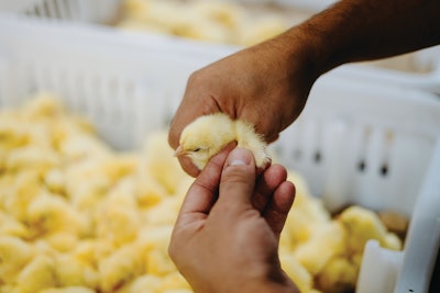Reducing handling can be beneficial for bird welfare.