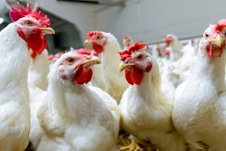 Broilers Farm Production