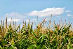 Corn Feild In Sun Pixabay