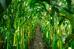 Corn Growing In Row