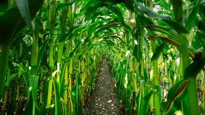 Corn Growing In Row