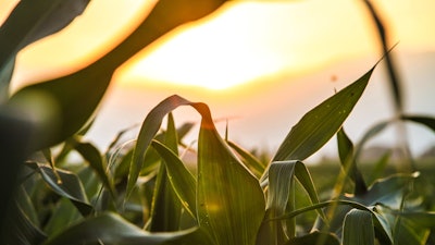 Corn Leafs In Sun
