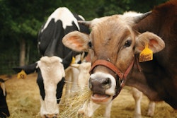 Dairy Cows Eating Hay