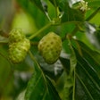 Morinda Lucida