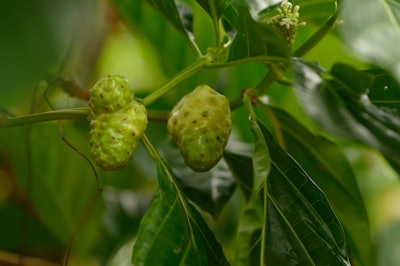 Morinda Lucida