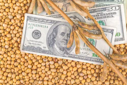 Soybeans Dollars