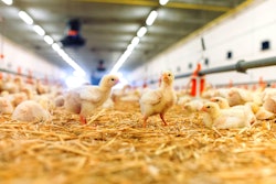 Broiler Chicks Litter