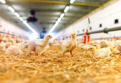 Broiler Chicks Litter