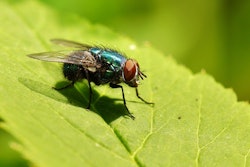 Blow Fly