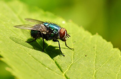 Blow Fly