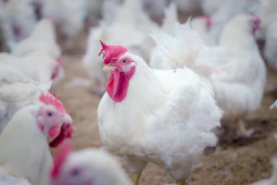 Broiler Breeder Chicken