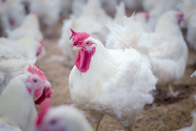 Broiler Breeder Chicken