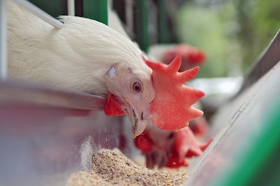 Broiler Eating