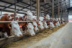 Brown White Dairy Cows In Free Livestock Stall