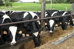 Cattle 13384 640