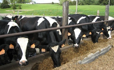 Cattle 13384 640