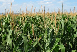 Corn Field Green Growing