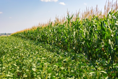 Corn Soybean Field
