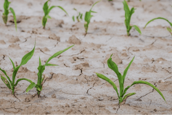 Cornfield 4240209 1280