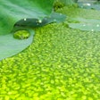 Duckweed Lemna