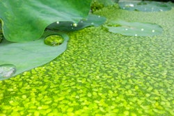 Duckweed Lemna