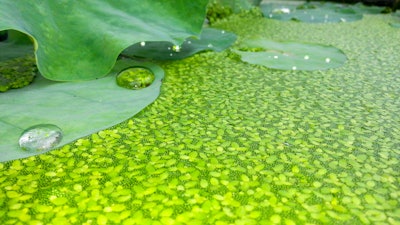 Duckweed Lemna