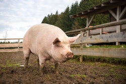 Large Pig In Mud
