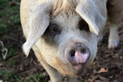 Pig 1805354 1280