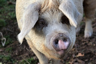 Pig 1805354 1280