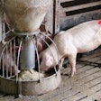 Pigs Eating Feed