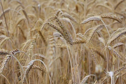 Ripe Wheat Field