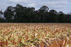 Sorghum 1568525 1280