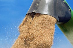 Wheat Conveyed During Harvest