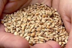 Wheat Grains
