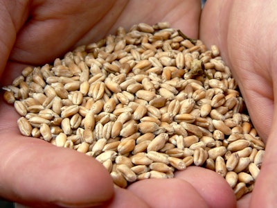 Wheat Grains