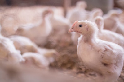 Inflammation can start post-hatch and continue through the life of the broiler, impacting performance and welfare.