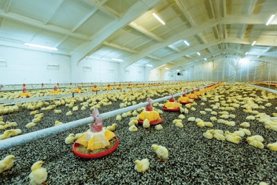 Should the ECC be fully adopted, Europe would need an additional 9,692 more broiler houses simply to maintain current production levels, says the RSK ADAS Ltd study.