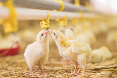 Chicks Drinking