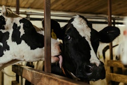 Dairy Cow Friends