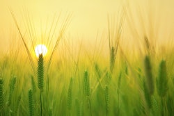 Barley Field Growing Pixabay