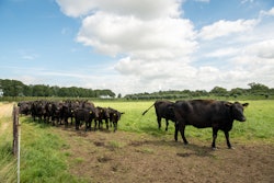 Black Angus Cattle Beef